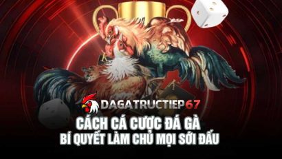 Cách cá cược đá gà và bí quyết làm chủ mọi sới đấu
