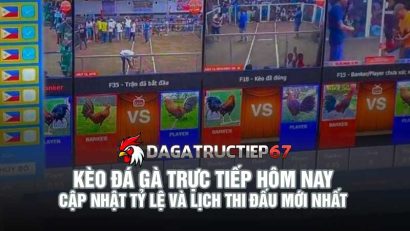 Kèo đá gà trực tiếp hôm nay - Cập nhật tỷ lệ và lịch thi đấu mới nhất